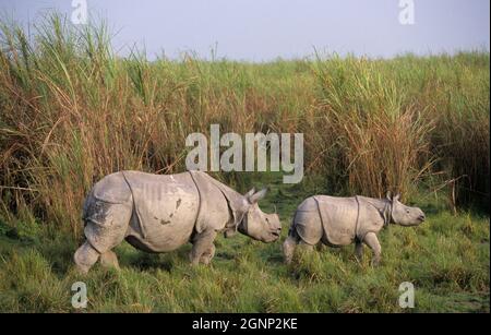 Rhinocéros indien (Rhinoceros unicornis) avec veau, parc national du Kaziranga, Assam, Inde Banque D'Images