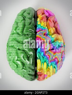 Illustration 3D représentant deux lobes du cerveau humain. Banque D'Images