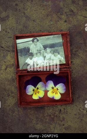 Petite boîte en bois contenant deux pansies ou Viola tricolor et sépia 1920 photo d'une femme au champ avec quatre enfants Banque D'Images