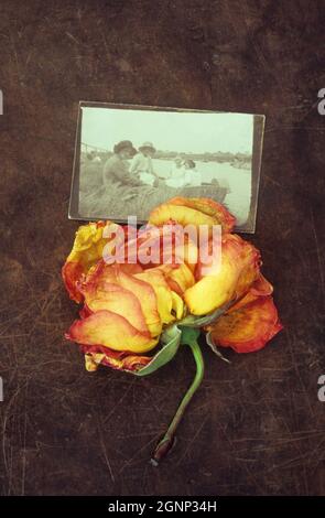 Rose jaune et orange sauvage ou Rosa Sallys couché sur cuir rasé avec sépia photo offour femmes des années 1920 assis en bateau ou sur la rive Banque D'Images