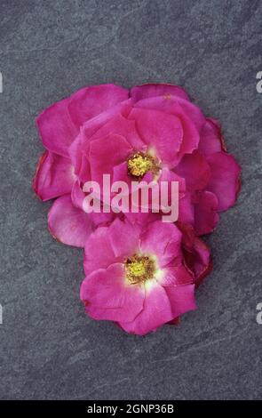 Les têtes de deux roses rose foncé s'ouvrent pour révéler les étamines qui se trouvent face vers le haut sur l'ardoise Banque D'Images