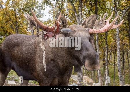 Orignal ou wapiti - Alces alces - déversant du velours de ses bois Banque D'Images