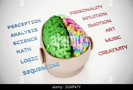 Illustration 3D représentant deux lobes du cerveau humain. Banque D'Images