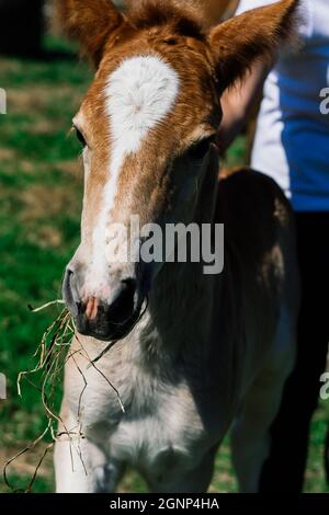 Jument de cheval et son très petit foal dans une ferme Banque D'Images