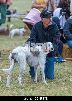 Un homme qui marche son chien de race croisée dans la bague d'exposition à un spectacle de chiens de campagne Banque D'Images