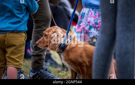 Un Cocker, un épagneul, se lassé et mécontent de lui-même lors d'un spectacle canin du comté Banque D'Images