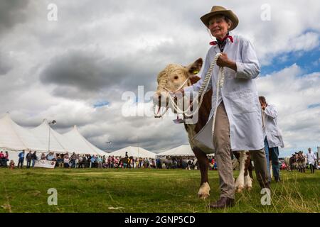 Défilé de bétail champion, spectacle Appleby, Appleby-in-Westmorland, Cumbria Banque D'Images