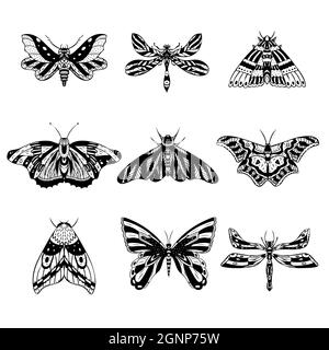 Ensemble de papillons de nuit vectoriels, papillons de nuit. Illustration dessinée à la main.