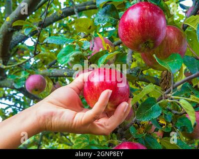 Cueille à la main la pomme fraîche de l'arbre. Jardin d'automne Banque D'Images