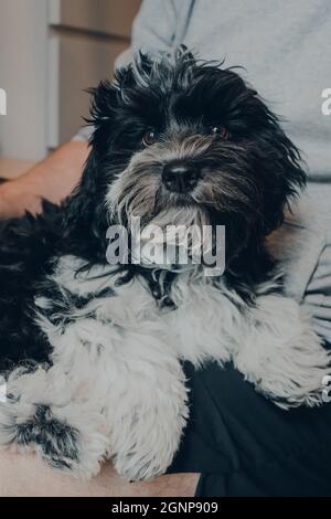 Mignon noir et blanc chiot Bichon Havanais de 3 mois se reposant sur les genoux de son propriétaire, regardant l'appareil photo. Mise au point sélective. Banque D'Images