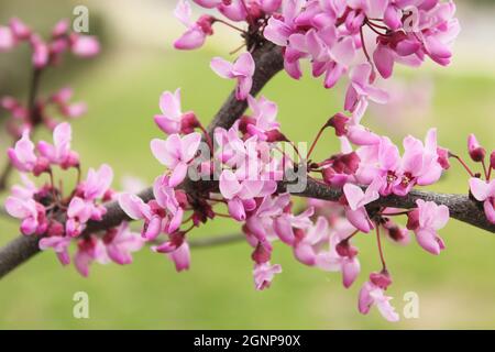 Arbre de Redbud du Texas Cerdis canadensis DOF peu profonde Banque D'Images