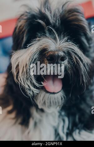 Gros plan d'un mignon chiot Havanais noir et blanc de 4 mois. Mise au point sélective sur le nez. Banque D'Images