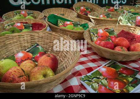 Variétés de pommes présentées sur le marché le jour de la pomme, marché agricole de Hexham, Northumberland, Royaume-Uni Banque D'Images