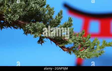 Arbre de Bonsai et porte de Torii DOF peu profonde Banque D'Images