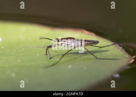 patineuse d'étang, strider d'eau, capitaine d'étang (Gerris lacustris), sur une feuille de nénuphars, Allemagne, Bavière Banque D'Images