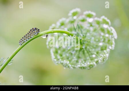Queue de cygne (Papilio machaon), chenille sur la tige d'Ammi visnaga, avec goutte d'eau, Allemagne, Rhénanie-du-Nord-Westphalie Banque D'Images