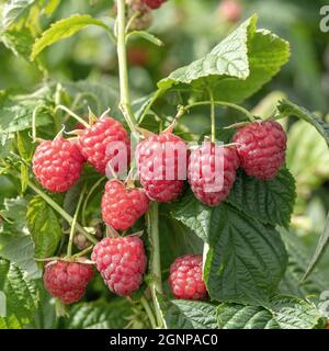 Petite sœur sucrée de framboise rouge européenne (Rubus idaeus « petite sœur sucrée », Rubus idaeus petite sœur sucrée), framboises rouges sur une branche, Banque D'Images