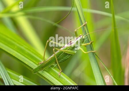 Great Green Bush-Cricket, Green Bush-Cricket (Tettigonia viridissima), homme, Allemagne, Bavière Banque D'Images