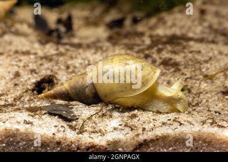 Grand escargot, marais lymnaea (Lymnaea stagnalis), se nourrissant au fond, Allemagne Banque D'Images