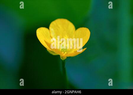 Grand buttercup, pied-de-biche droit de prairie (Ranunculus acris, Ranunculus acer), fleur, gros plan, Allemagne, Rhénanie-du-Nord-Westphalie Banque D'Images