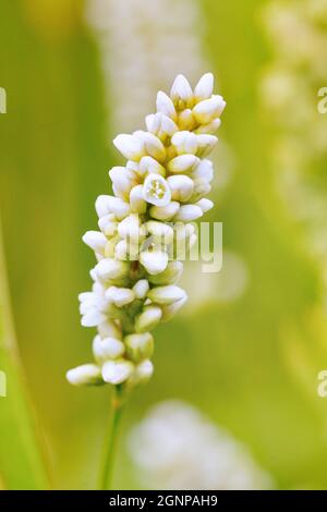 Herbette à puce pâle (Persicaria lapathifolia ssp. Pallida, Persicaria lapathifolia ssp. Incana, Polygonum lapathifolium ssp. Pallida, Polygonum Banque D'Images