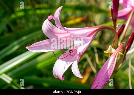 Crinum x Powellii une plante bulbeuse florale d'automne d'été avec une trompette rose comme fleur d'été communément connu sous le nom de nénuphars, stock photo im Banque D'Images