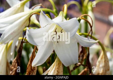 Crinum x Powellii alba une plante bulbeuse florale d'automne d'été avec une trompette blanche comme fleur d'été communément connue sous le nom de lys marécageux, stock ph Banque D'Images