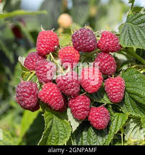 Petite sœur sucrée de framboise rouge européenne (Rubus idaeus « petite sœur sucrée », Rubus idaeus petite sœur sucrée), framboises rouges sur une branche, Banque D'Images