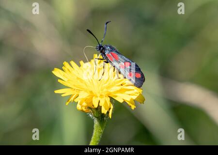 burnet à six points (Zygaena filipendulae, Anthrocera filipendulae), suce le nectar de la barbe naissante , Allemagne, Bavière, Erdinger Moos Banque D'Images