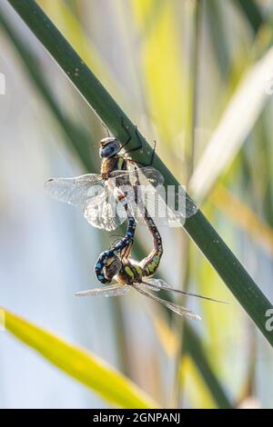 Rare aeshna, émigré belliciste (Aeshna mixta), roue d'accouplement sur les feuilles de Rush, Allemagne, Bavière, Erdinger Moos Banque D'Images