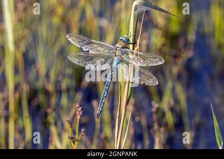 empereur libellule (Anax imperator), homme, Allemagne, Bavière, Erdinger Moos Banque D'Images