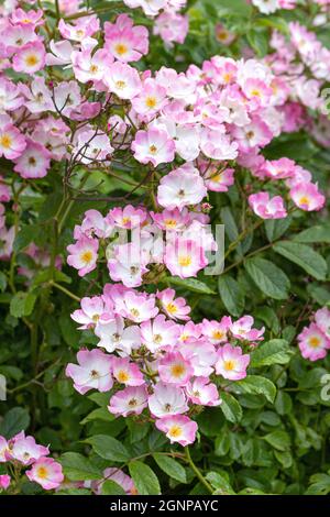 Rose Ballerina (Rosa 'Ballerina', Rosa Ballerina), floraison, cultivar Ballerina Banque D'Images