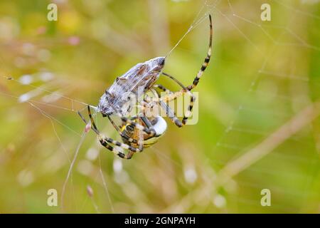 Argiope noir et jaune, araignée de jardin noir et jaune (Argiope bruennichi), proie enveloppante, Allemagne Banque D'Images