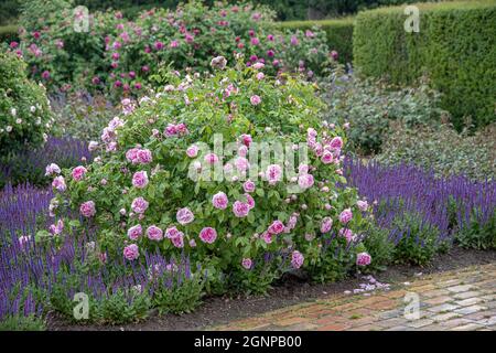 Rose Comte de Chambord (Rosa 'Comte de Chambord', Rosa Comte de Chambord), cultivar à fleurs Comte de Chambord Banque D'Images