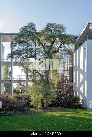 Criquet noir, criquet commun, robinia (Robinia pseudoacacia 'Myrtifolia', Robinia pseudoacacia Myrtifolia, Robinia pseudo-acacia, Robinia Banque D'Images