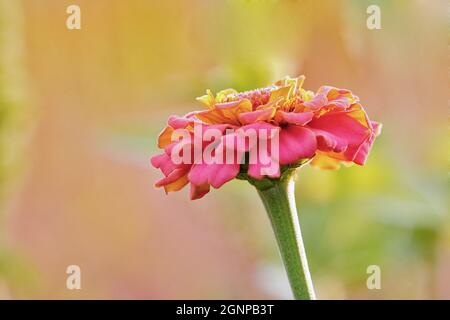 Zinnia, jeunes et vieux, Zinnia commune (Zinnia elegans), inflorescence, vue latérale, Allemagne, Rhénanie-du-Nord-Westphalie Banque D'Images