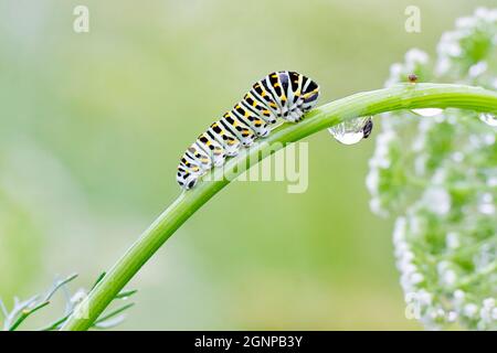 Queue de cygne (Papilio machaon), chenille sur la tige d'Ammi visnaga, avec goutte d'eau, Allemagne, Rhénanie-du-Nord-Westphalie Banque D'Images