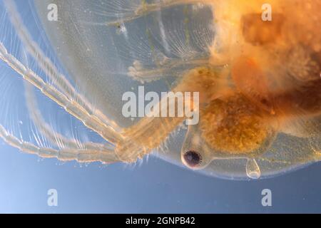 Crevette de Clam de l'est (Limnadia lenticularis), tête et oeil de détail, Allemagne, Bavière Banque D'Images