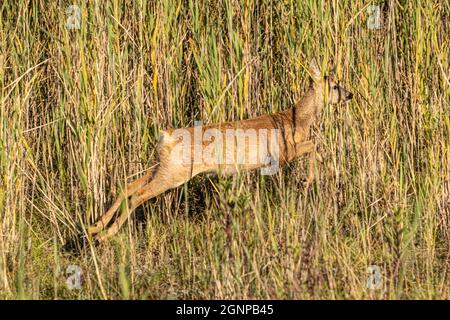 Cerf de virginie (Capranolus capranolus), femelle fuit dans la zone des roseaux, Allemagne, Bavière, Erdinger Moos Banque D'Images