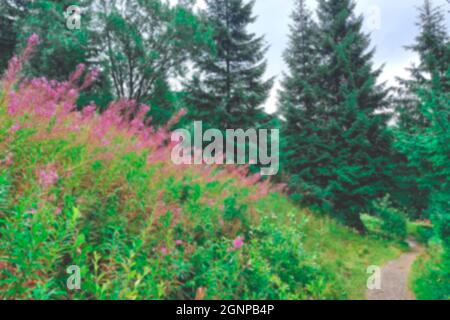 Flou. En été, le chamaenerion angustifolium ou l'Epilobium angustifolium ou l'herbe à feu ou le wlowherb contre les montagnes Tatra. Rose violet fleuri Banque D'Images