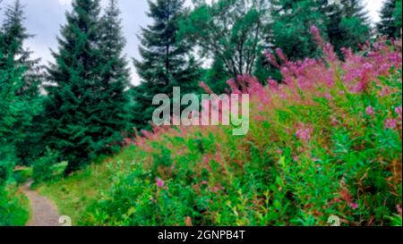 Flou. En été, le chamaenerion angustifolium ou l'Epilobium angustifolium ou l'herbe à feu ou le wlowherb contre les montagnes Tatra. Rose violet fleuri Banque D'Images