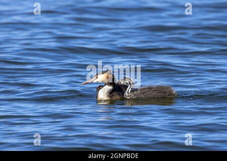 Grand grebe à crête (Podiceps cristatus), adulte avec mendiant juvénile, Allemagne, Bavière Banque D'Images