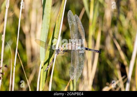 Petite libellule empereur (Anax parthénope), se nourrit de libellules capturées, Allemagne, Bavière, Erdinger Moos Banque D'Images