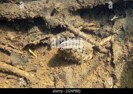 Moule cygnée (Anodonta cygnea), creusée dans un fond de lac boueux, Allemagne, Bavière, Eggstaett-Hemhofer Seenplatte Banque D'Images