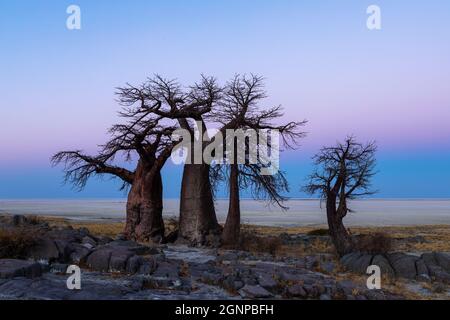 Baobab à l'île de Kubu après le coucher du soleil Banque D'Images