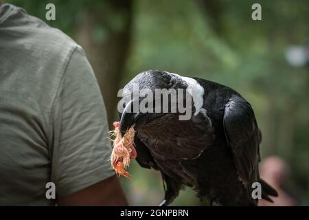 Gros plan du corbeau à col blanc qui contient la nourriture dans son bec. Banque D'Images