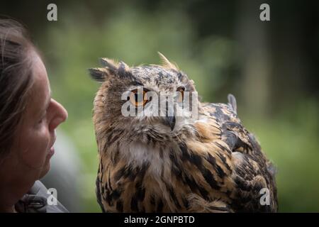 Gros plan sur l'aigle-hibou eurasien.Mise au point peu profonde. Banque D'Images