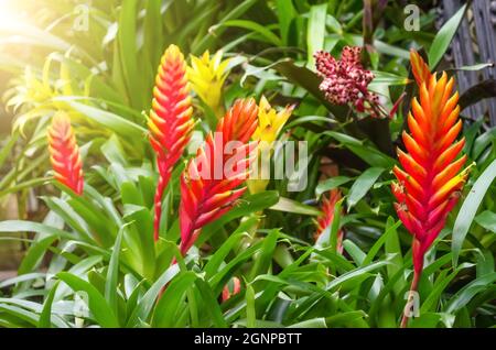 Fleurs plantes de vriesea dans les épaississants de la forêt tropicale humide Banque D'Images