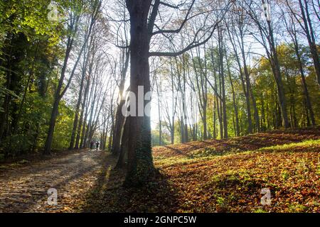 Paysage incroyable dans la propriété nationale de Saint-Cloud. Les personnes qui couent ( jogging ) sur la marche à distance. Fantastique jour ensoleillé d'automne à Paris - soleil Banque D'Images