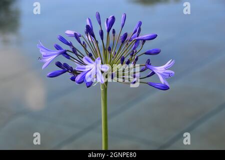 Violet Agapanthus (nénuphars africains) Fleur près de l'étang dans le jardin victorien Weston Paradised Paradise Garden à RHS Garden Bridgewater, Worsley, Manchester. Banque D'Images